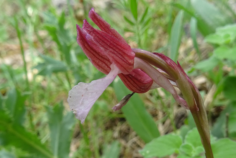 Anacamptis papilionacea